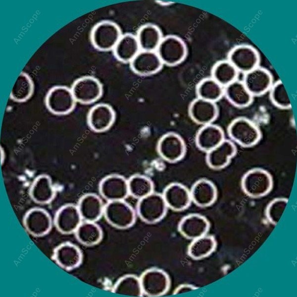 AmScope B490 Series Biological - Microscope Compound 40X reseña y precio
