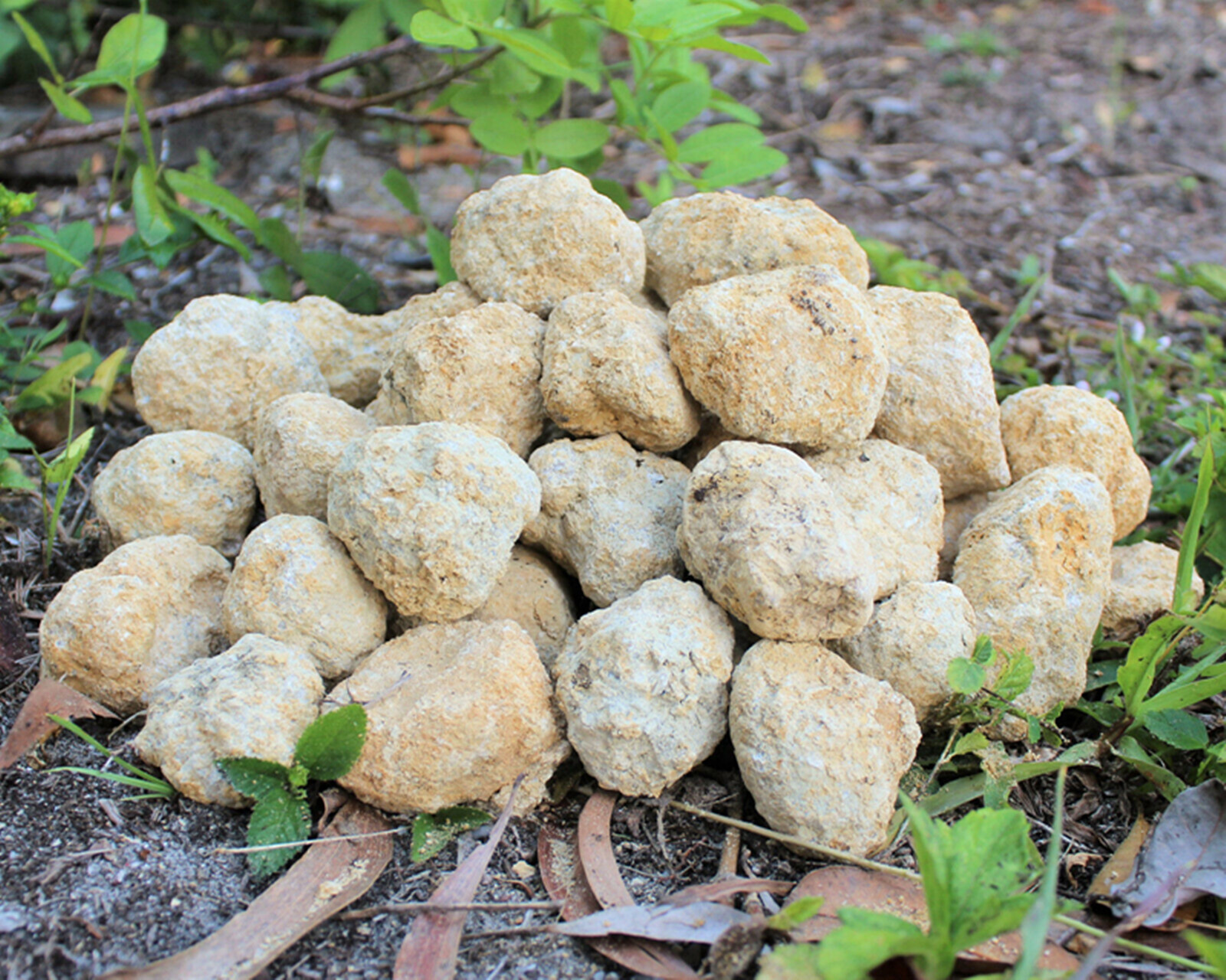 Large Unopened Moroccan Crysta - Geode Crystal Break reseña y precio