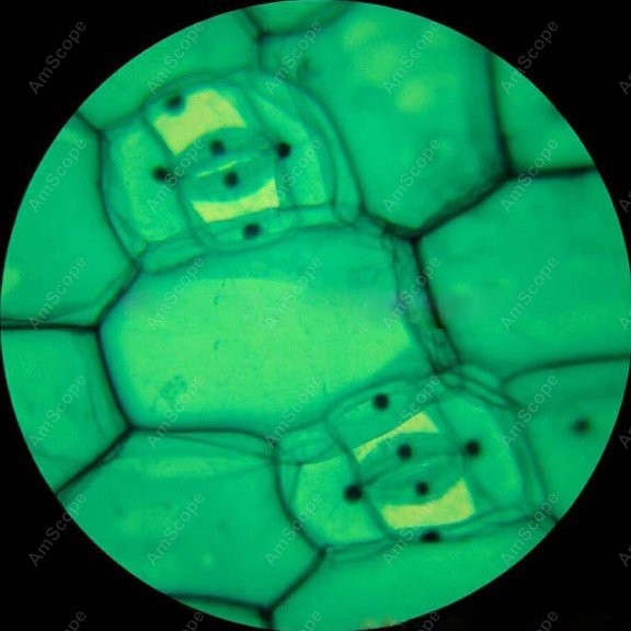 AmScope M148 Series Biological - Microscope Compound 40X reseña y precio